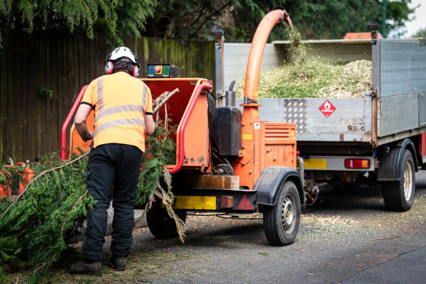 How Our Tree Care Process Works  in  Morongo Valley, CA